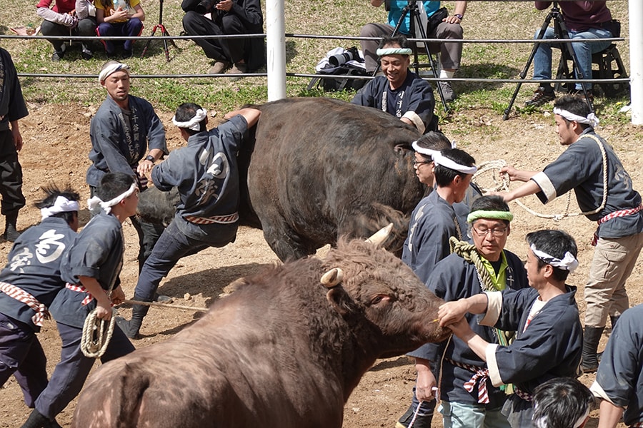 牛の角突きは国の重要無形民俗文化財にも指定されている。