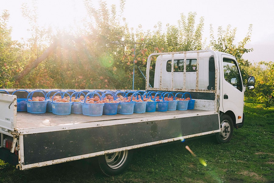 収穫した大量のりんごは、選別する場所までトラックで運ぶ。