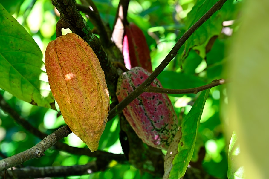 収穫期は真夏(7・8月)以外のほぼ一年中。1～2個のカカオポッドがチョコレートバー1枚分になる。