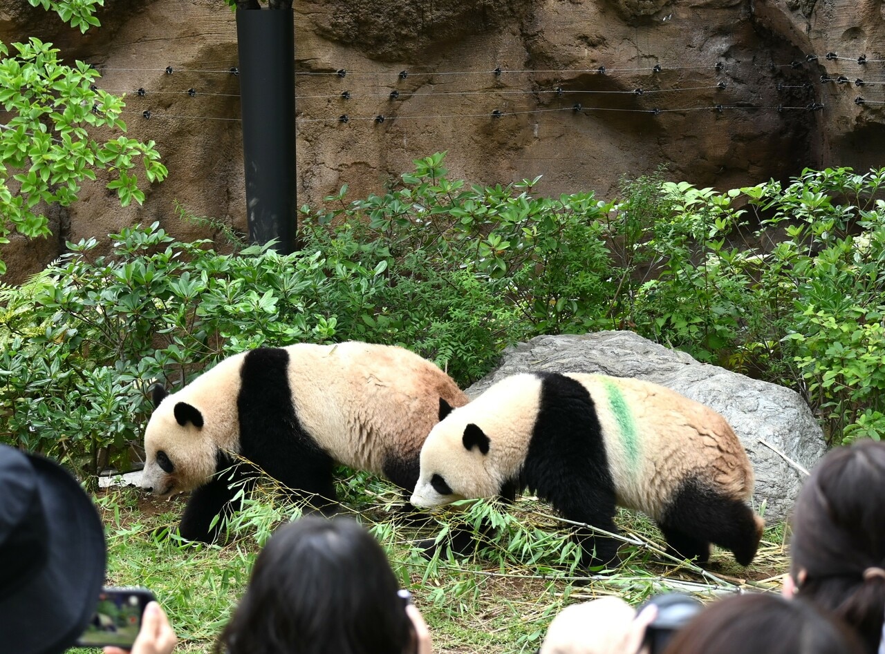 上野動物園で一緒に暮らしていた頃のシャオシャオ（右）とレイレイ、2歳の誕生日。現在は別々に暮らしている（2023年6月23日、筆者撮影）