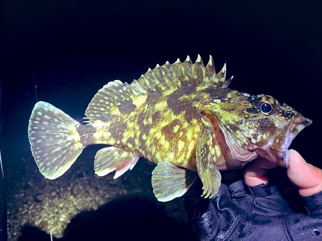 まれに見“ぬ”人より魚のほうが多い状態だ（これだけじゃない…！ ホタルイカを餌にして釣れた高級魚まであと写真1枚）