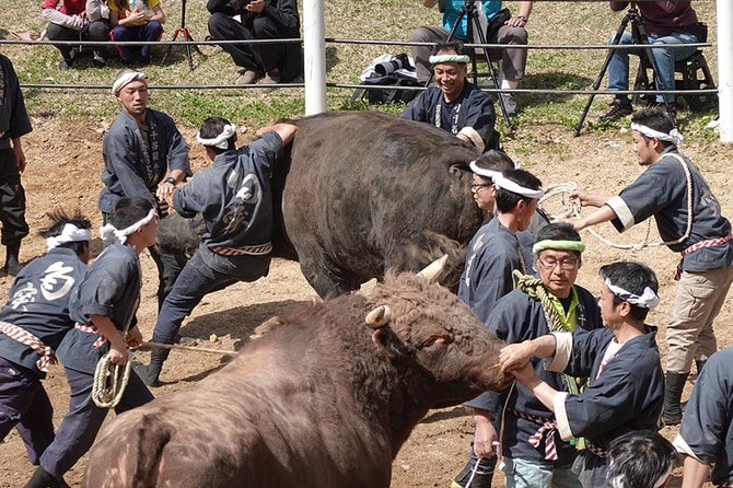 推しのウシこと“推しウシ”が激突！ 巨体がぶつかる「牛の角突き」はほのぼのとした新潟県小千谷の名物 | 白石あづさのパラレル紀行