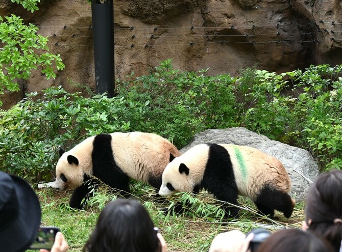 上野動物園で一緒に暮らしていた頃のシャオシャオ（右）とレイレイ、2歳の誕生日。現在は別々に暮らしている（2023年6月23日、筆者撮影）
