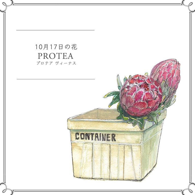 10月17日の花「プロテア ヴィーナス」