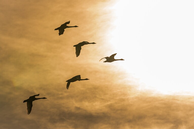 「Departure」　小林和義 2024年11月16日、阿賀野市瓢湖