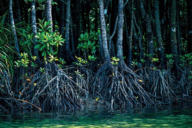 西表島に生息するマングローブのヤエヤマヒルギ。根で海水をろ過して塩分を葉から排出する。