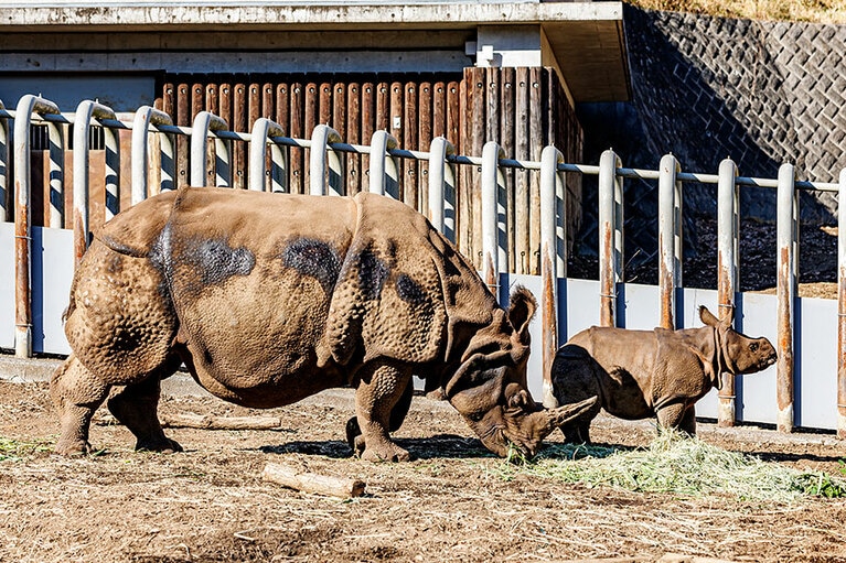 インドサイのゴポン、デコポン親子。