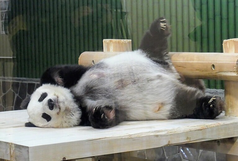 心臓疾患が判明した年で、検査のために一部の毛を剃っている（2021年9月16日）。