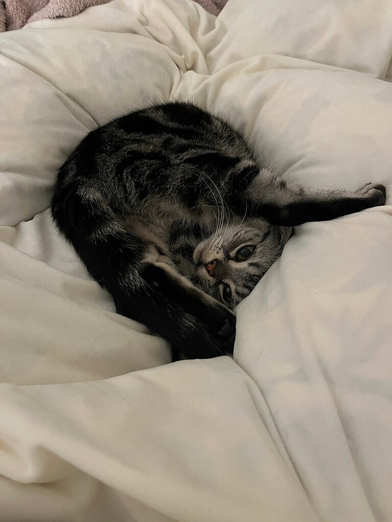 める メス 10歳。ベッドの上ででんぐり返ししている様子です（ともこさん）。