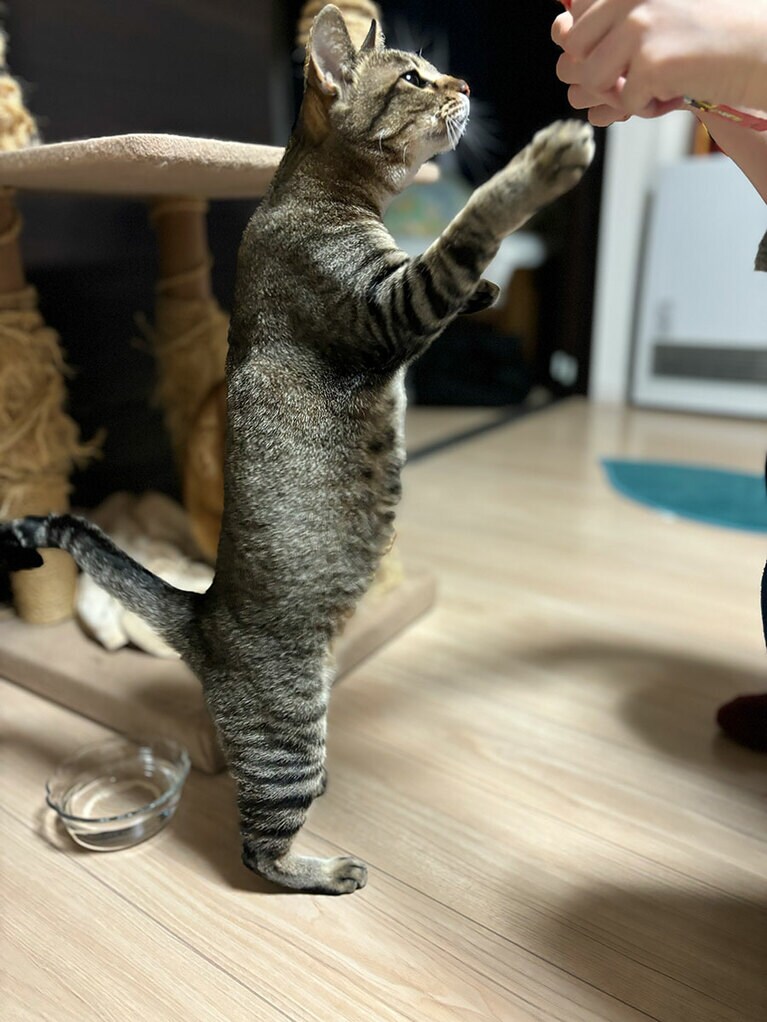 ラキ ♀ 2歳。初めてのチュールをもらった時の写真になります。