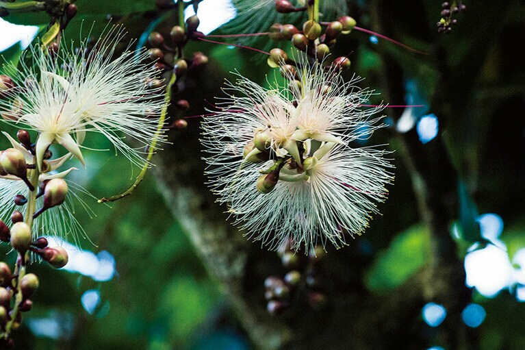 【国頭村】夏の夜、わずか一夜だけ咲くという幻の花・サガリバナ。