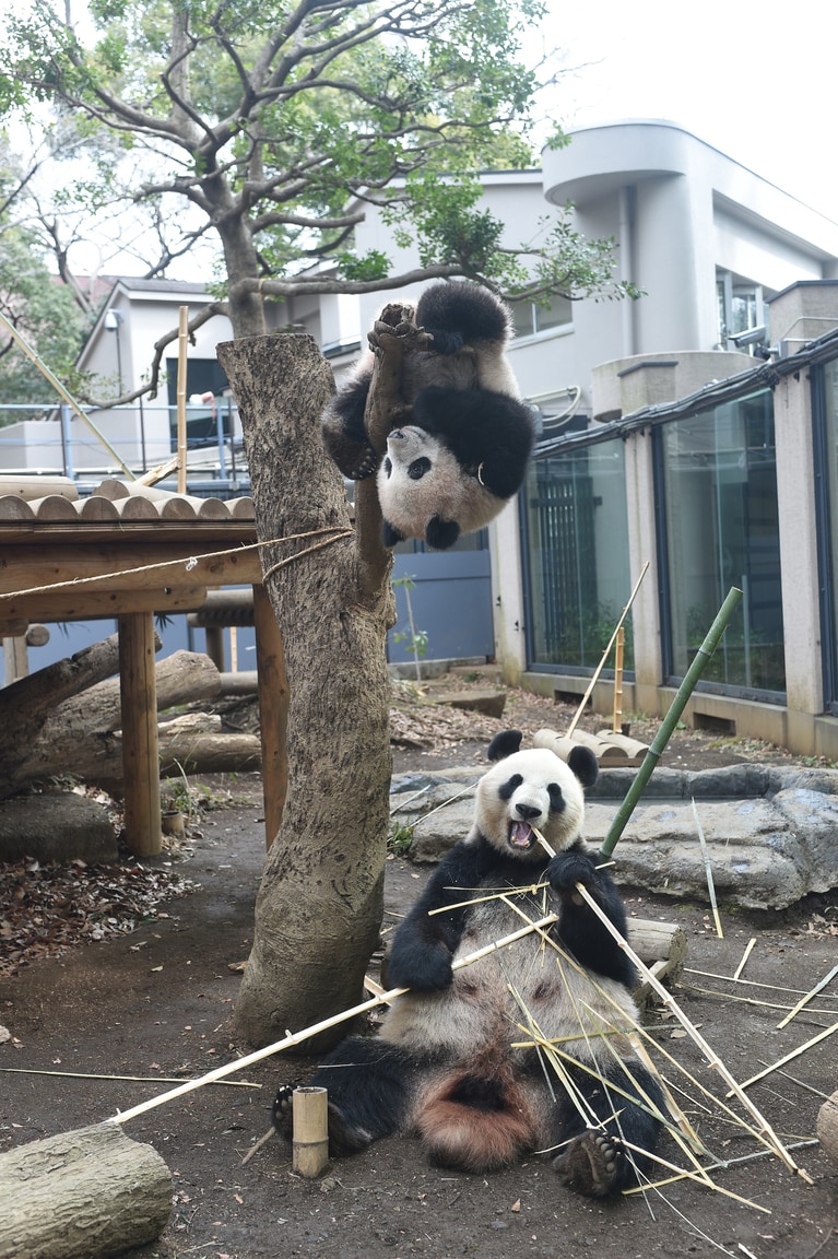 東園パンダ舎の屋外の木にぶら下がるシャンシャンと食べるシンシン。2018年3月。（提供：公益財団法人東京動物園協会）