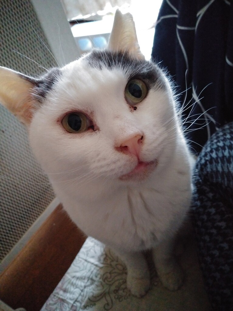 アシ ♀ 6歳。可愛く撮れました。