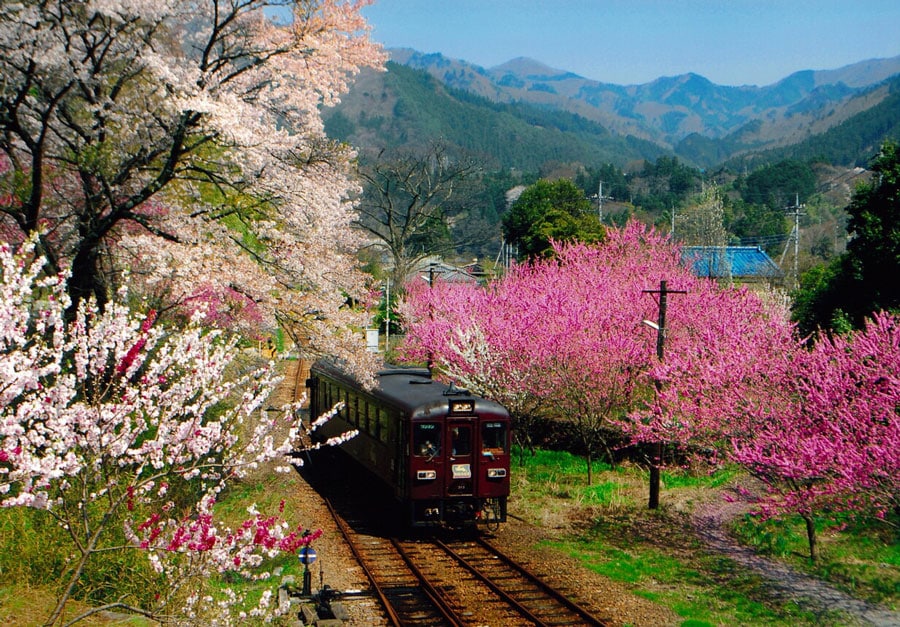 わたらせ渓谷鐵道 神戸駅の花桃。写真提供：ググっとぐんま写真館／群馬県