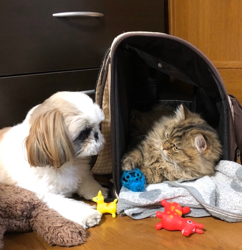 望月さんの愛犬・マロンちゃんとの愛猫・レオくん。