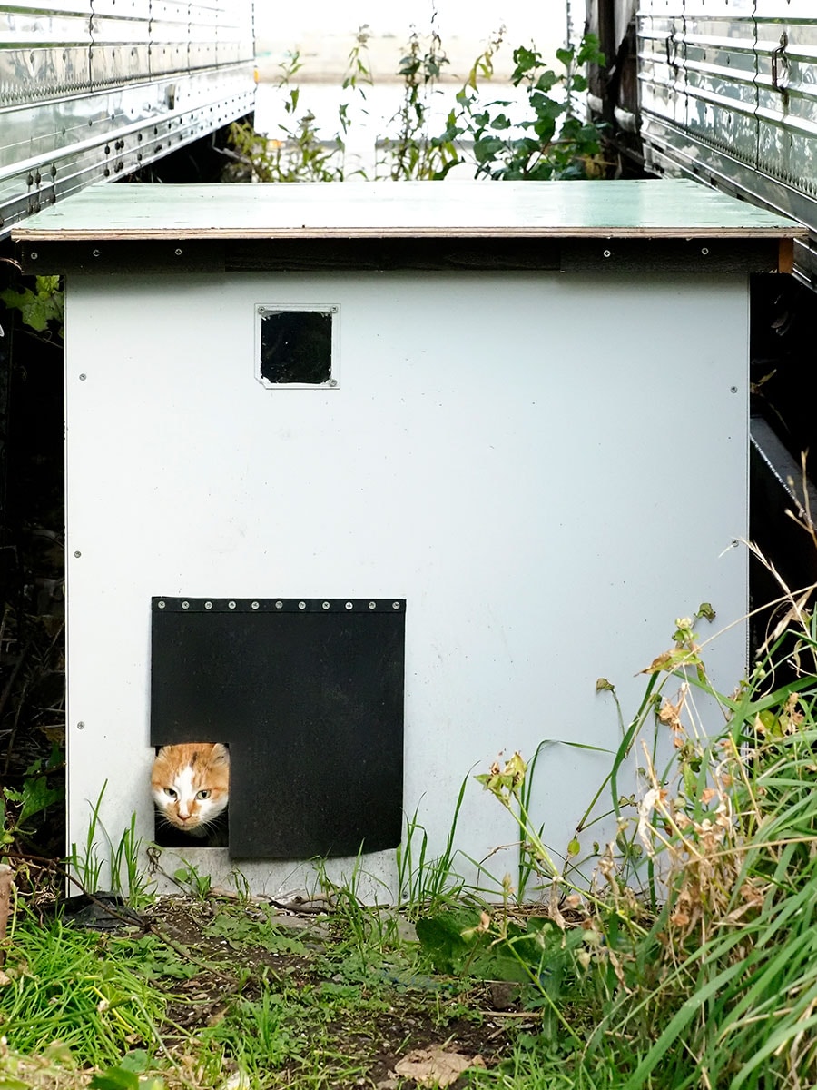 「下僕がお洒落なデザイニャーズハウスを建ててくれたのニャ♪ これでドカ雪になっても安心なのニャ♪」