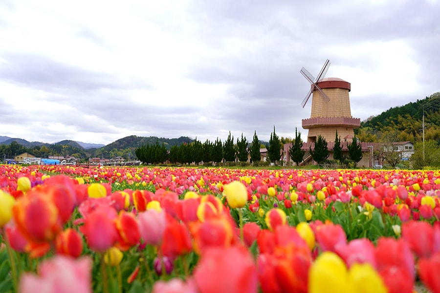 【島根県の春の絶景より】はくたチューリップフェア。