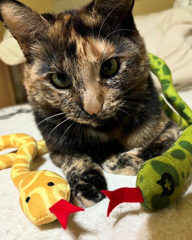 縁 ♀ 3歳。今年の干支のヘビさんと寄り目ぎみ（縁蘭かあさんさん）