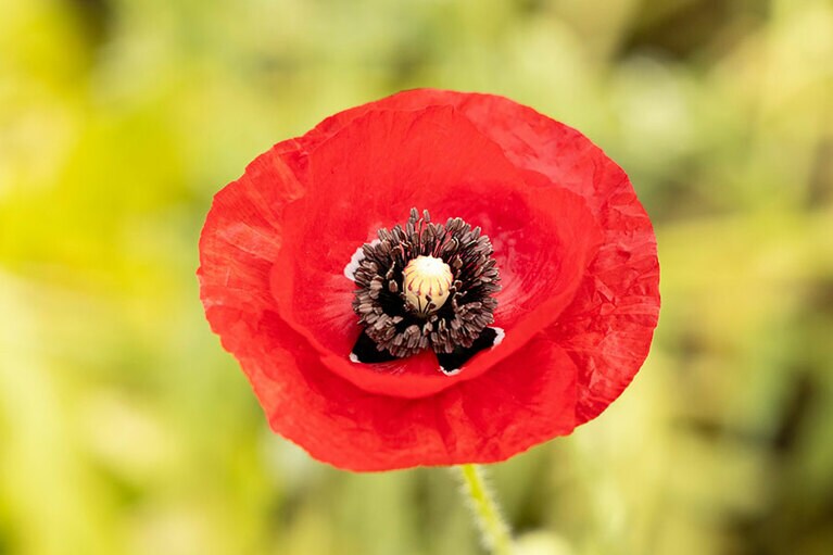 紙細工のような花びらが特徴のポピー。