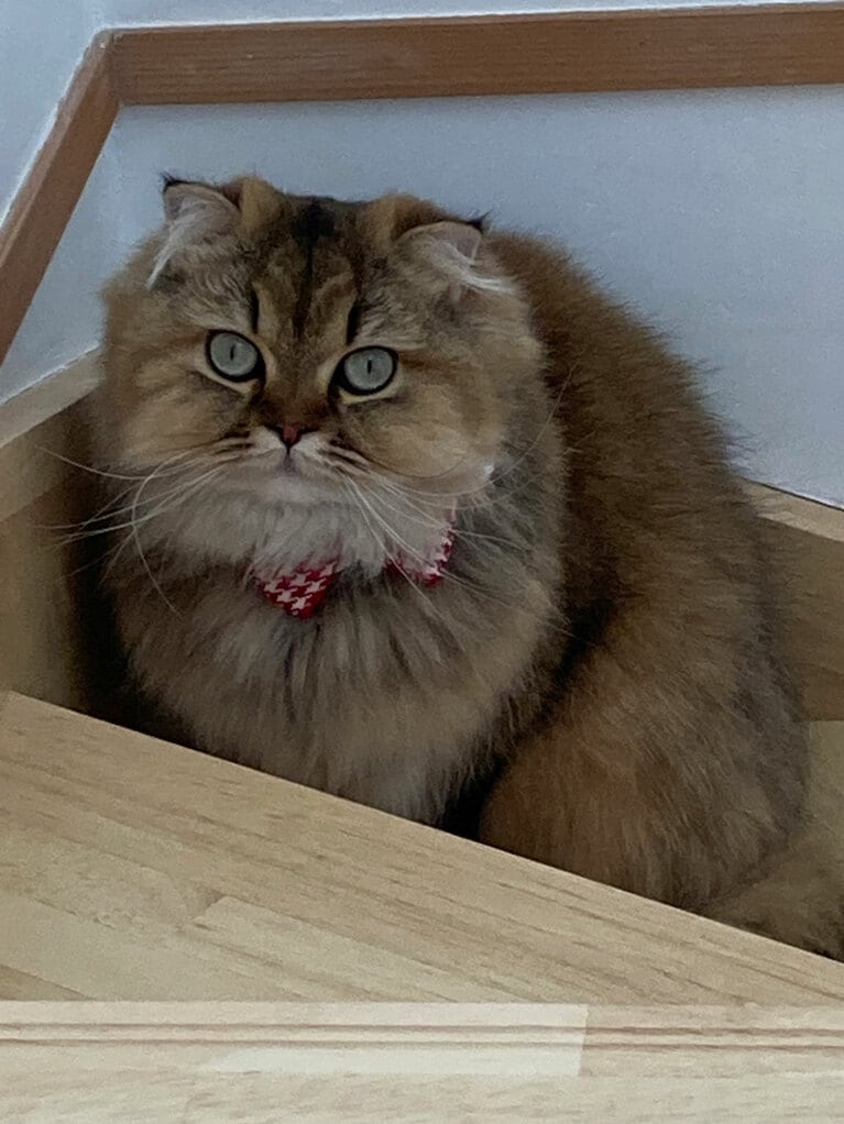 マリー ♀ 2歳。「甘えん坊さんでかわいい女の子です。かなり運動神経はよくないですが笑」（飼い主さんより）。