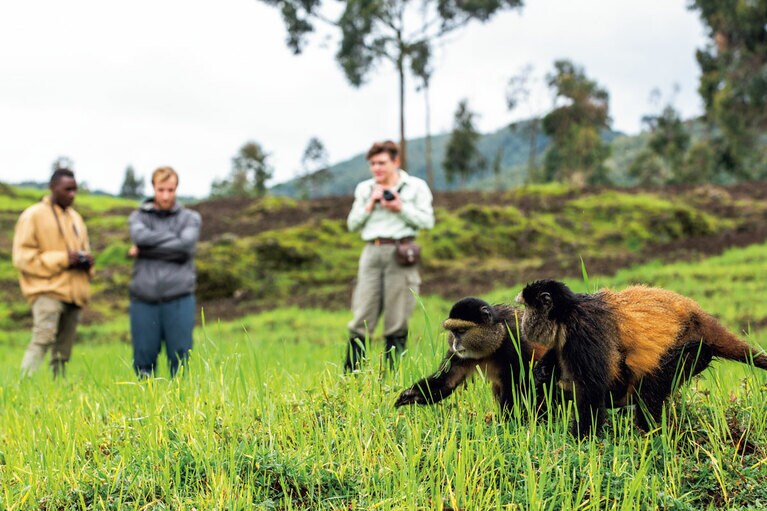 ゴールデンモンキートレッキングも人気のアクティビティ。比較的短時間で会うことができる。©Singita