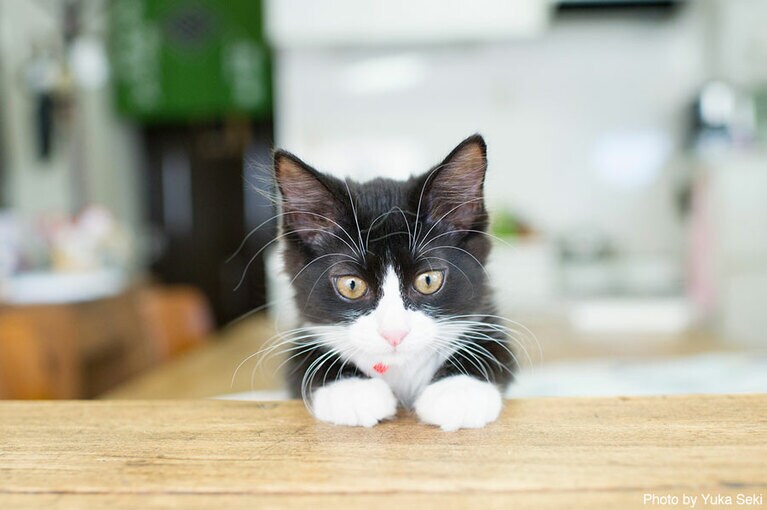 子猫のマコロンちゃん。2013年8月、東京で撮影。