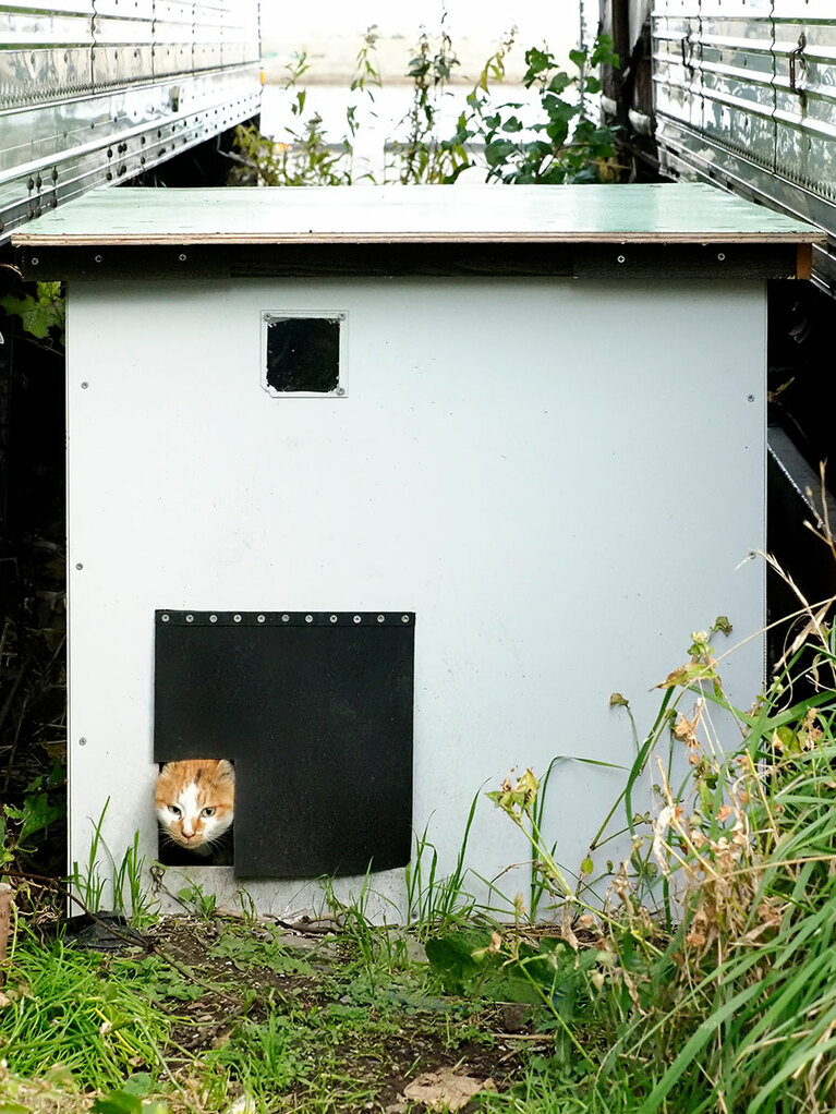 「下僕がお洒落なデザイニャーズハウスを建ててくれたのニャ♪ これでドカ雪になっても安心なのニャ♪」