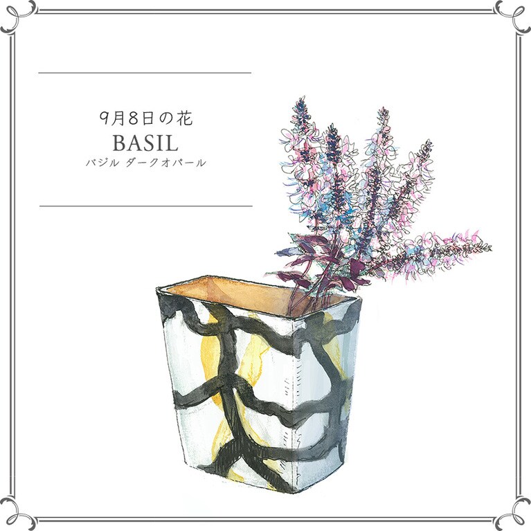 9月8日の花「バジル ダークオパール」