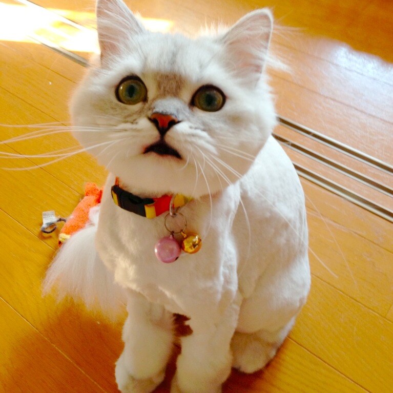 ちゅら ♀ 12歳。「行ってくるよ」と言ったらこの顔。「今日のお出掛けやめにしま～す」と自己完結しました（ゆみさん）