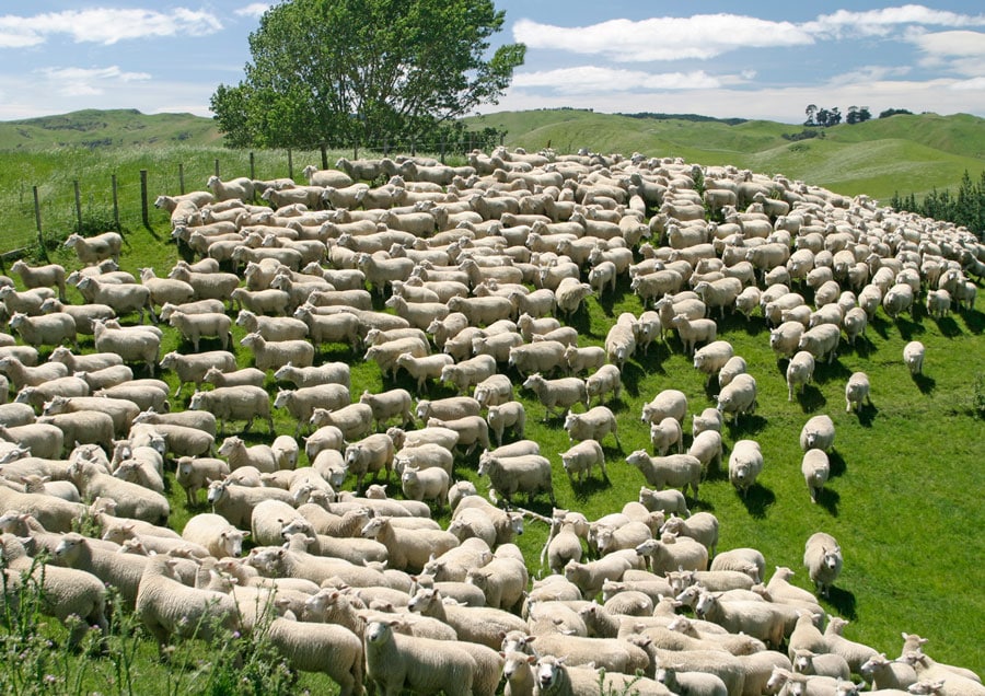 ニュージーランドの牧場の11月の風景。羊たちは牧羊犬に誘導され、群れをなして牧場内を移動。