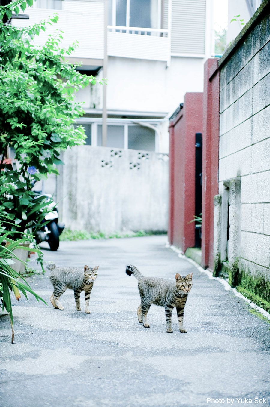 同じ表情＆動作の猫たち。2009年7月、東京・下町で撮影。