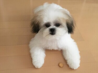 CHIEKO+ フラッフィーシャツ ホワイト 36 お母さん | ダッフィーちゃん