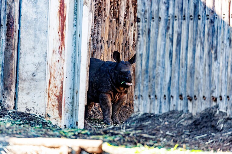 デコポン登場！
