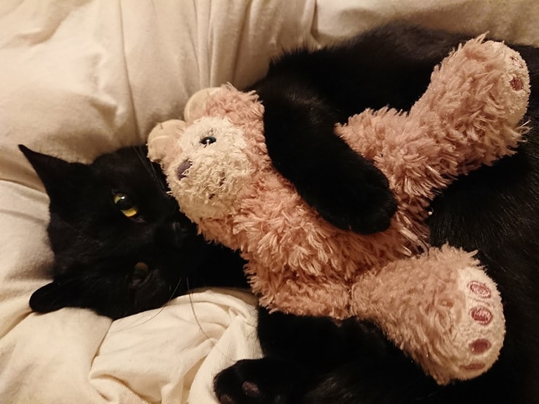 らいら ♀ 3歳。ぬいぐるみちゃん好き好き。