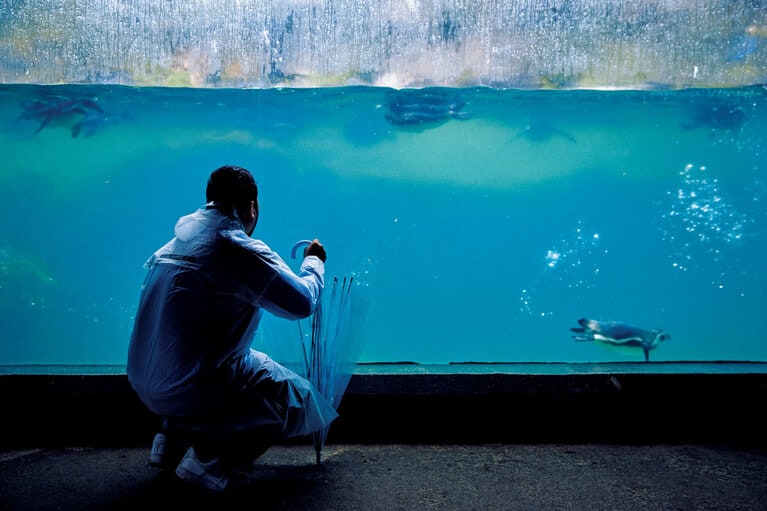フンボルトペンギンの昼食タイムに遭遇。飼育担当者の隣に立ち、アジを直接受け取った瞬間、ポイっと放る1羽が。「おいしいものを選り好みしている」と聞いた松井さんは「頭いいな」と感心。