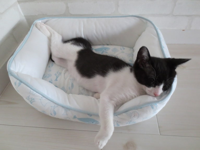 エメ ♀ 4歳。「子猫時代、夏にひんやりしているクッションが気持ち良くてぐっすり寝ている様子です」（飼い主さんより）。