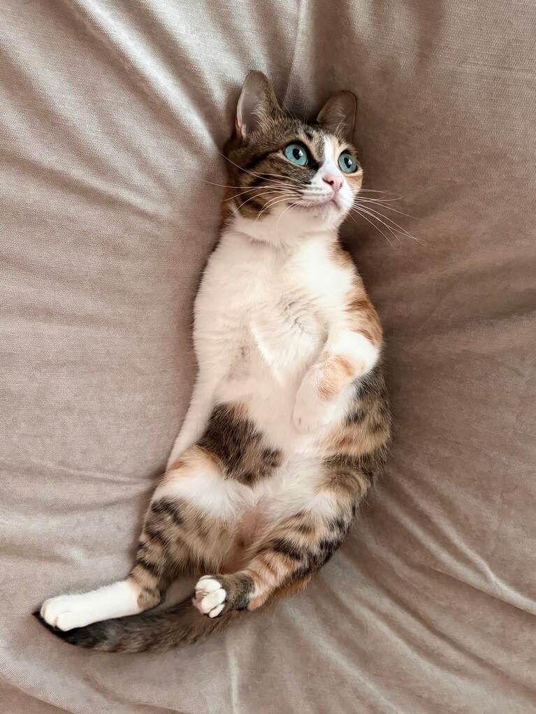 トロワ ♀ 5歳。朝、ベッドメイキングをした直後にぽふんっと転がって、ごきげんなスマイルを見せてくれました（5.5さん）