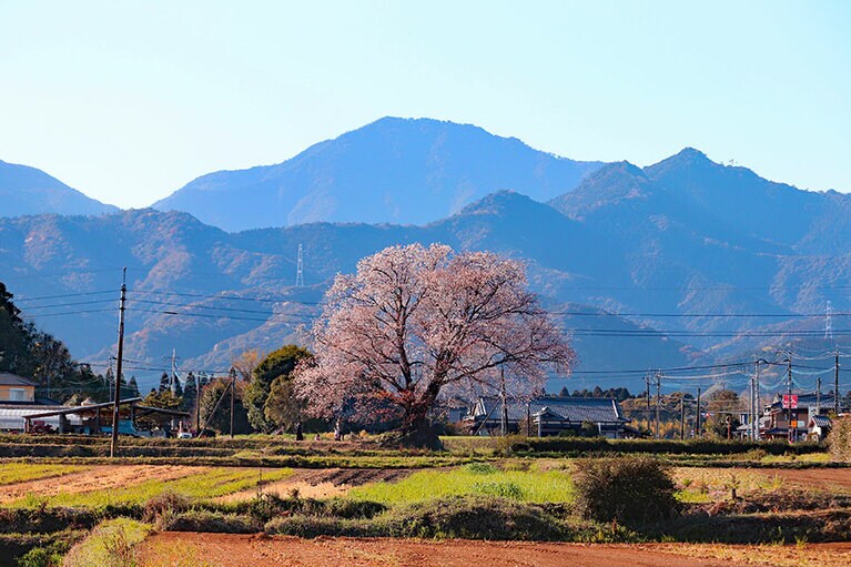大坪の一本桜。