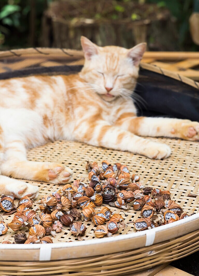 月桃を干したザルのなかでは、ネコがお昼寝。