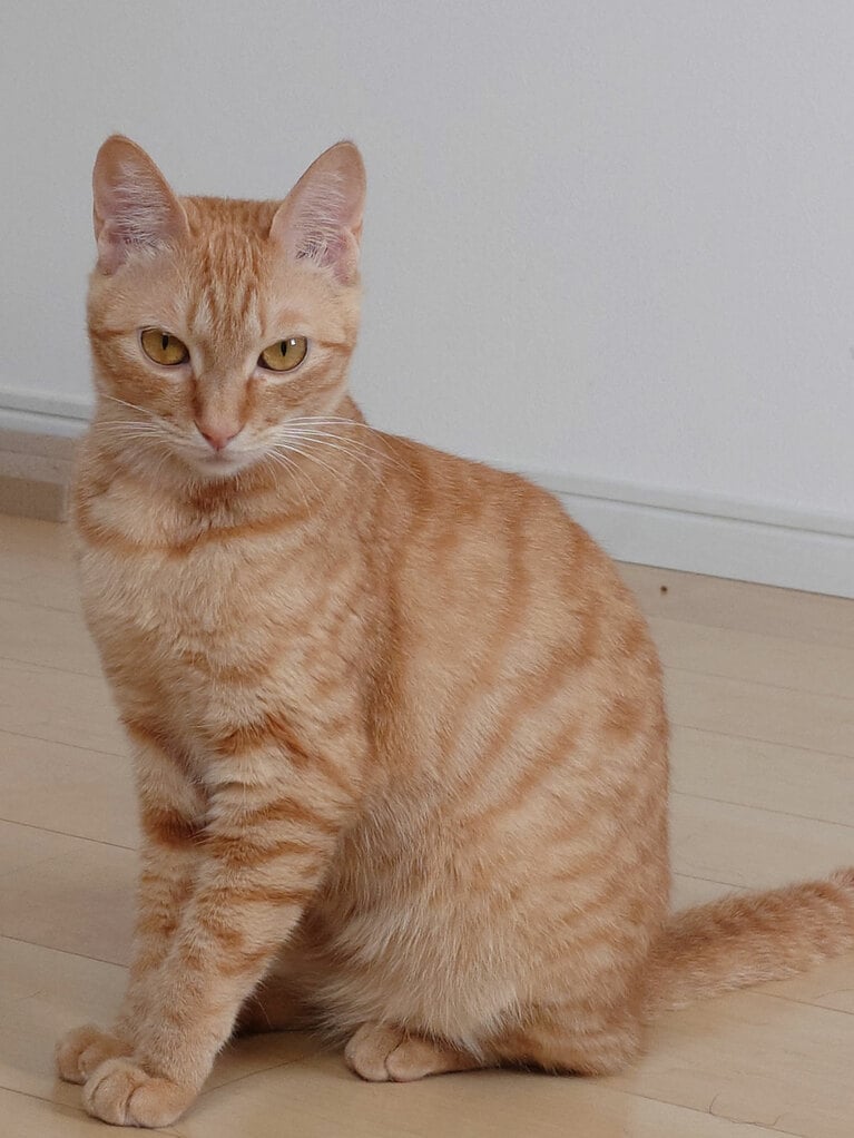 モカ ♀ 2歳。「職場のおばさんから譲り受けた子です。母猫に捨てられずっと独りぼっちだったそうです。現在は先住猫2匹と後から保護した子猫の3匹と仲良く過ごしています。写真を撮るのが下手だと言われる私が撮影した奇跡の一枚を応募させて頂きました」（飼い主さんより）。