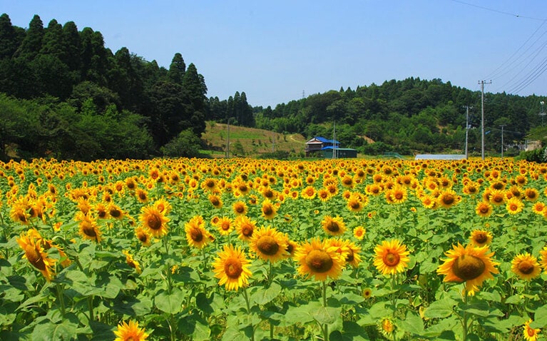 【千葉県】金谷郷のひまわり畑。