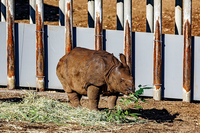 食事中のデコポン。