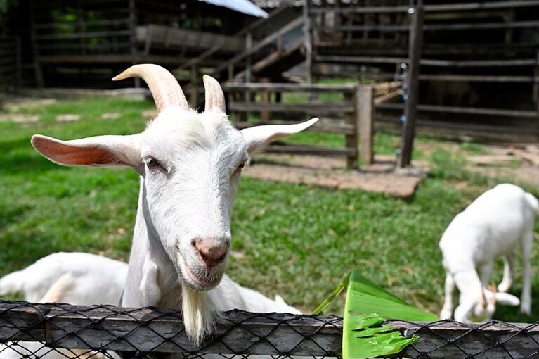 可愛らしい山羊が迎えてくれる農場。