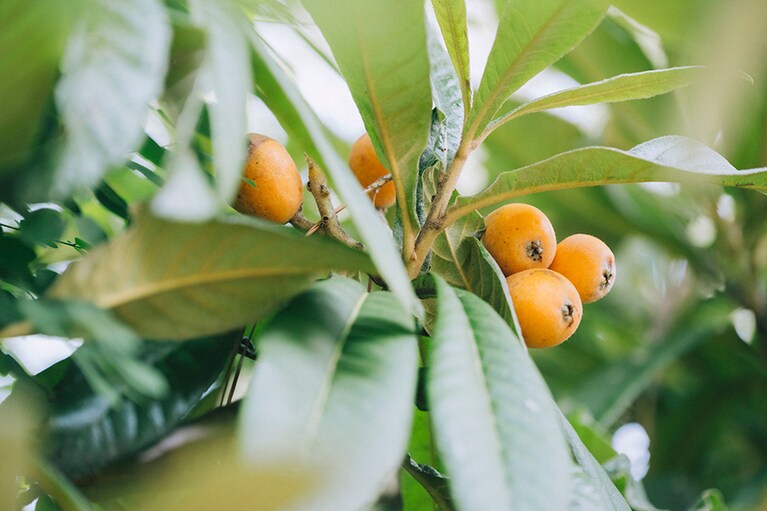 ビワが実っていたのは正門近くで、園外からも観賞できます。