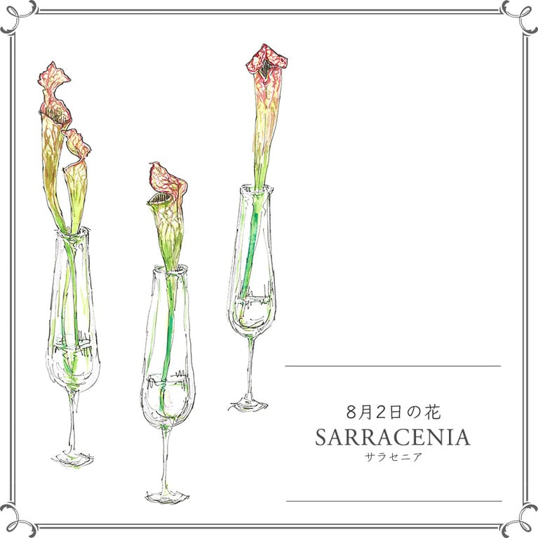 8月2日の花「サラセニア」