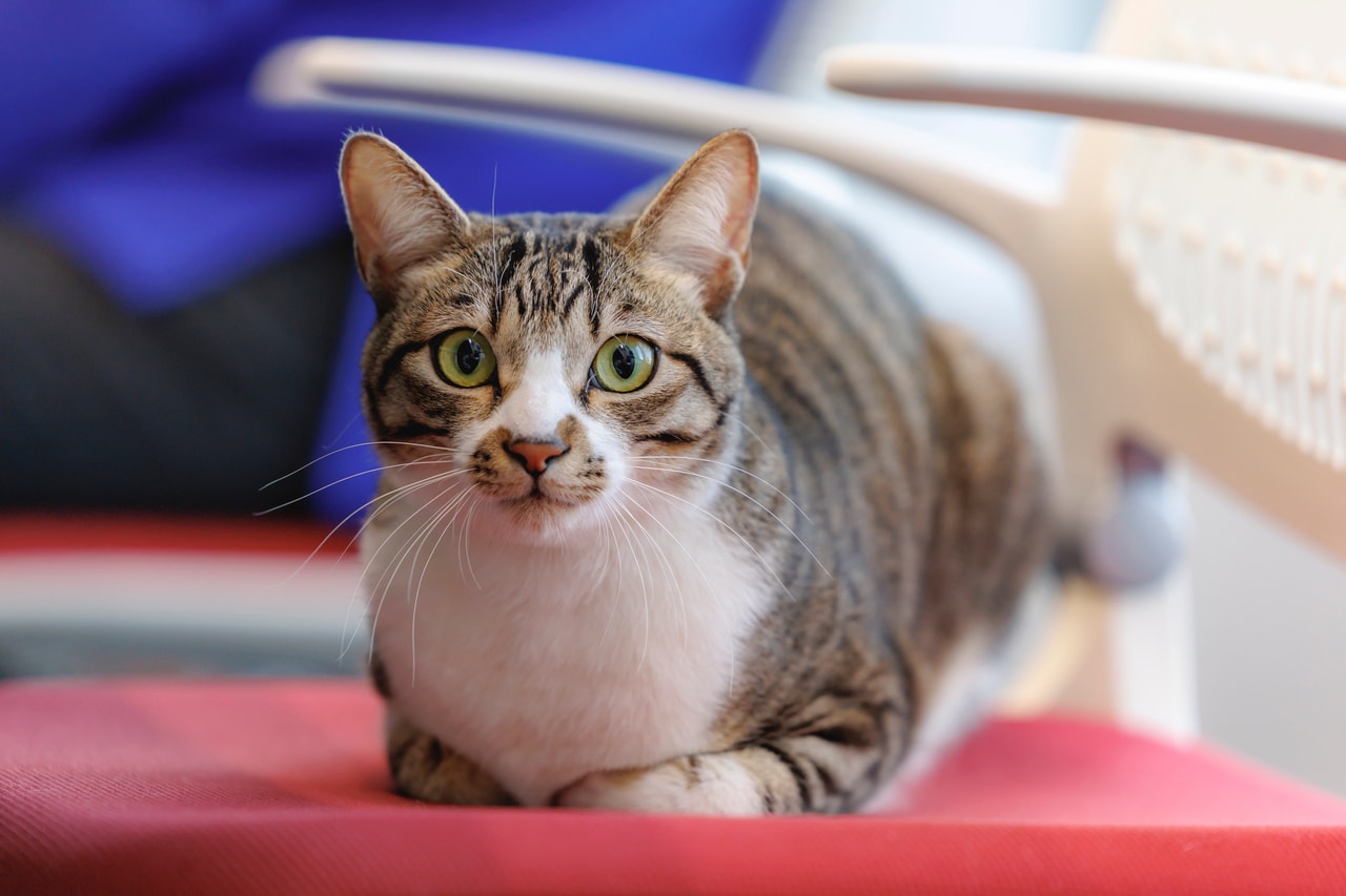 ドロンパくん（1歳10カ月）。この日、ロイヤルカナン社員・大坂さんが執務室として使用した会議室にて。