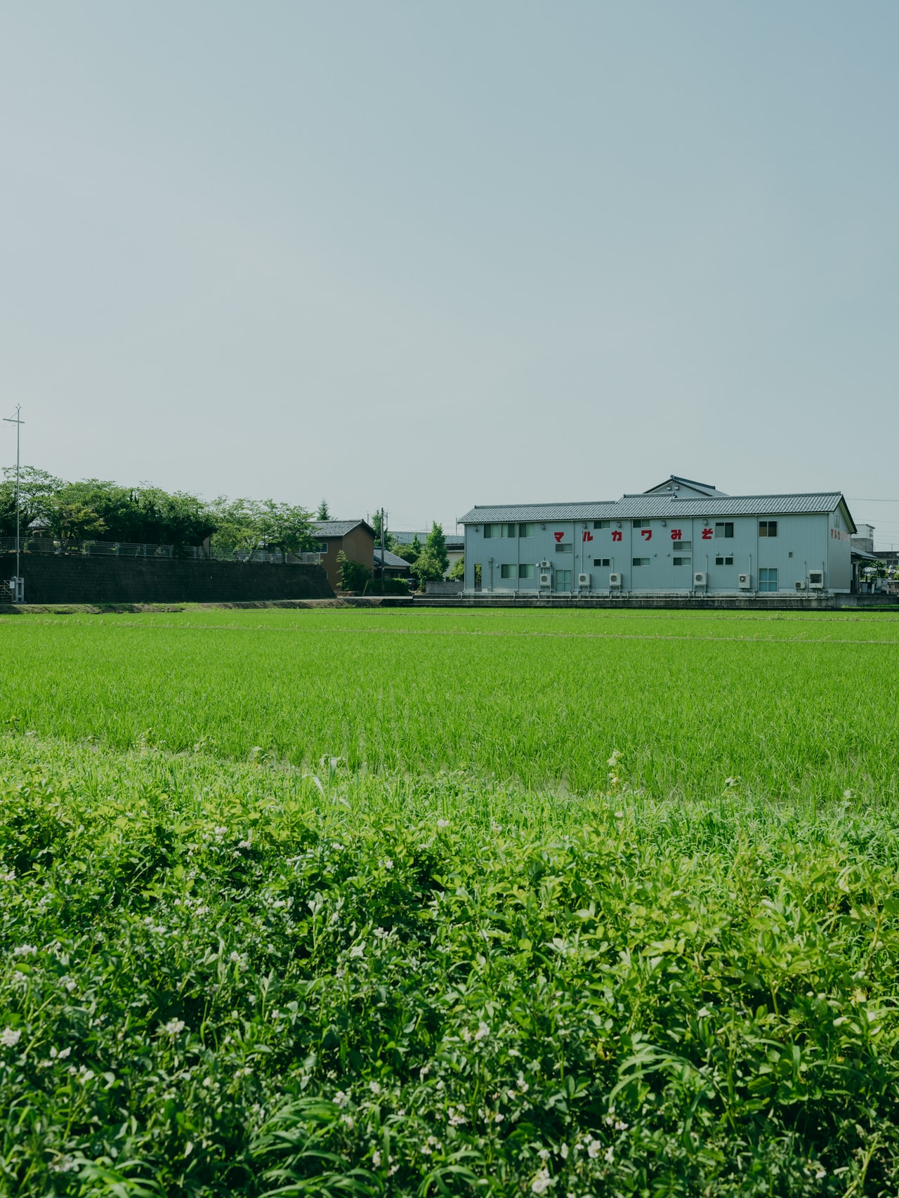 2025.06.20 福井県越前市。