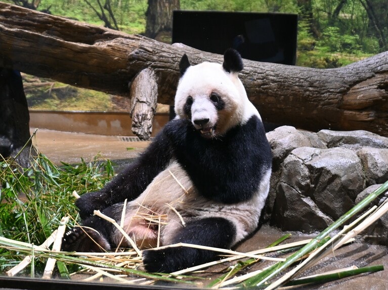 竹を食べるレイレイ。（2026年1月25日、筆者撮影）