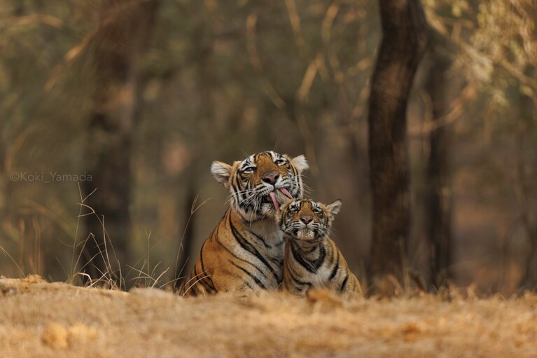 仲睦まじい虎の親子だが、子どもの虎は2年ほどで独立。家族として過ごせる時間はわずかしかない。その間に親は子どもに自分の持つすべてを全力で伝える。家族というもののありようを考えさせられる。©Koki Yamada