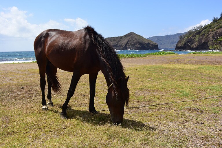 馬が当たり前のように、グラウンドや道路脇につながれている。